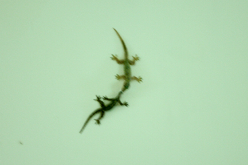 Gecko Dueling