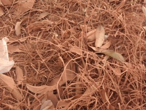 dust covered grass